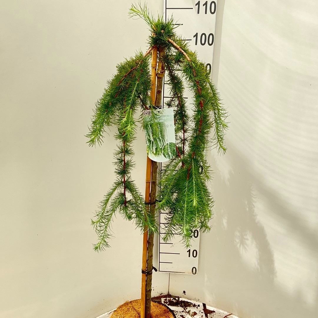 Larix kaempferi 'Stiff Weeper' stam