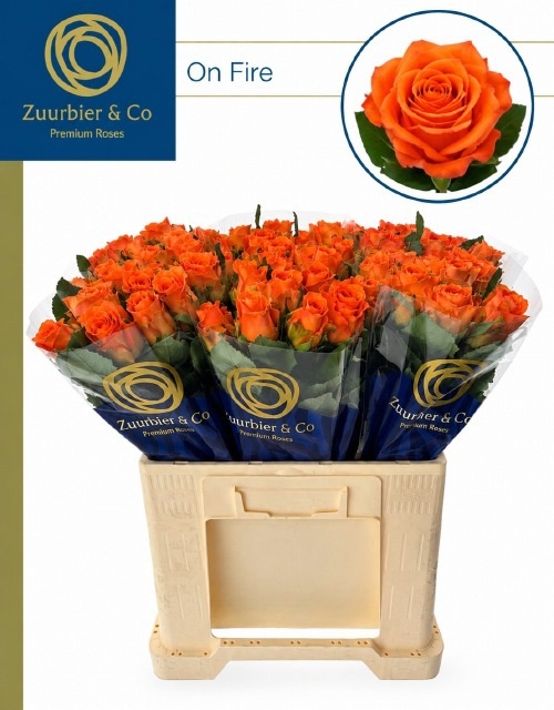 Rosa On Fire 60cm