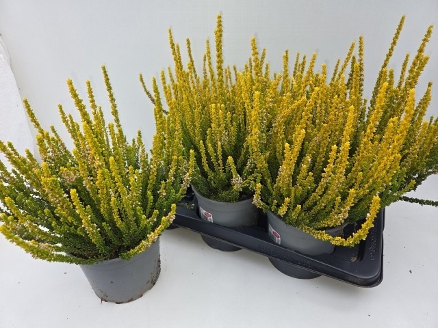 Callu Gg Zia 17Ø 35cm