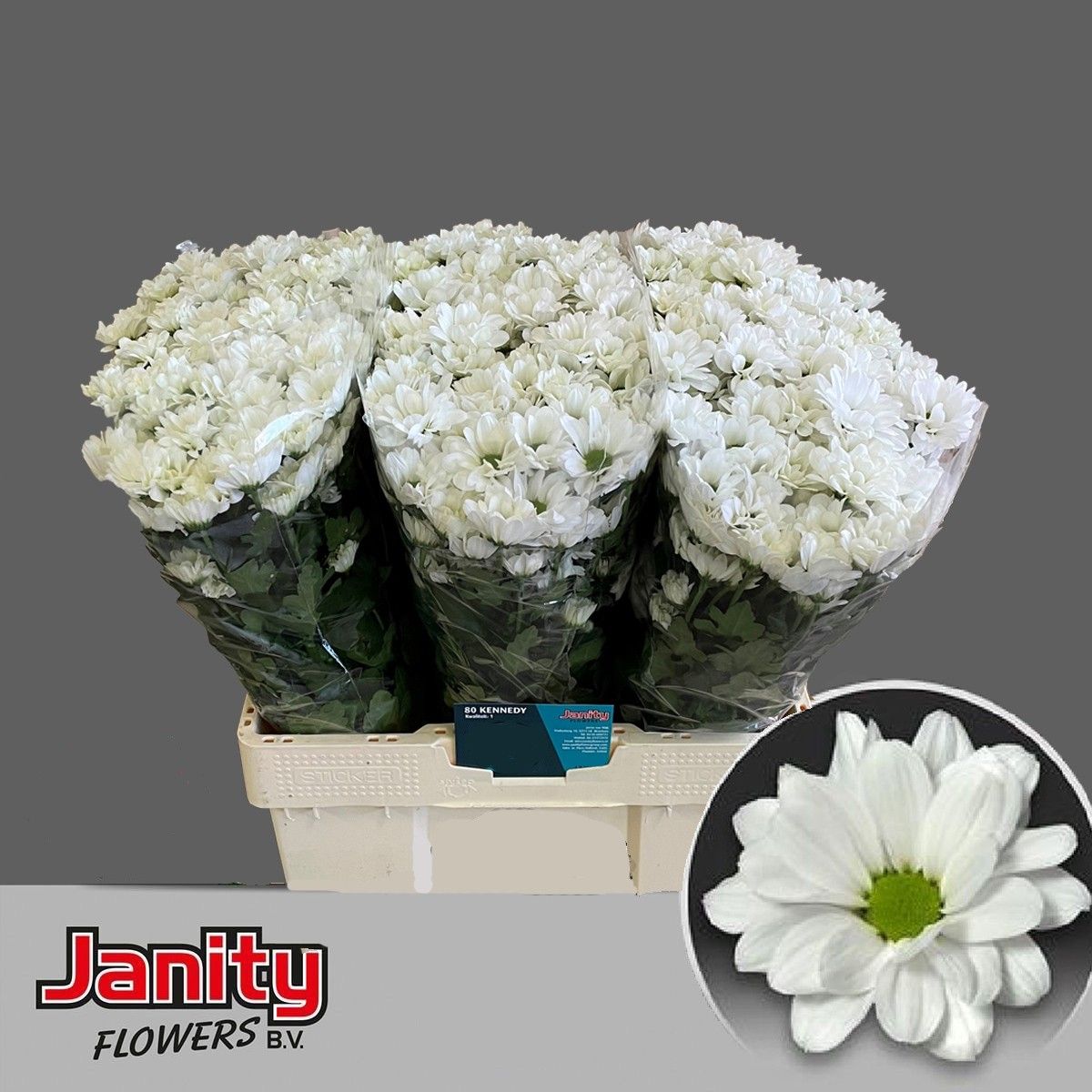 Chrys Spray Kennedy 50gram