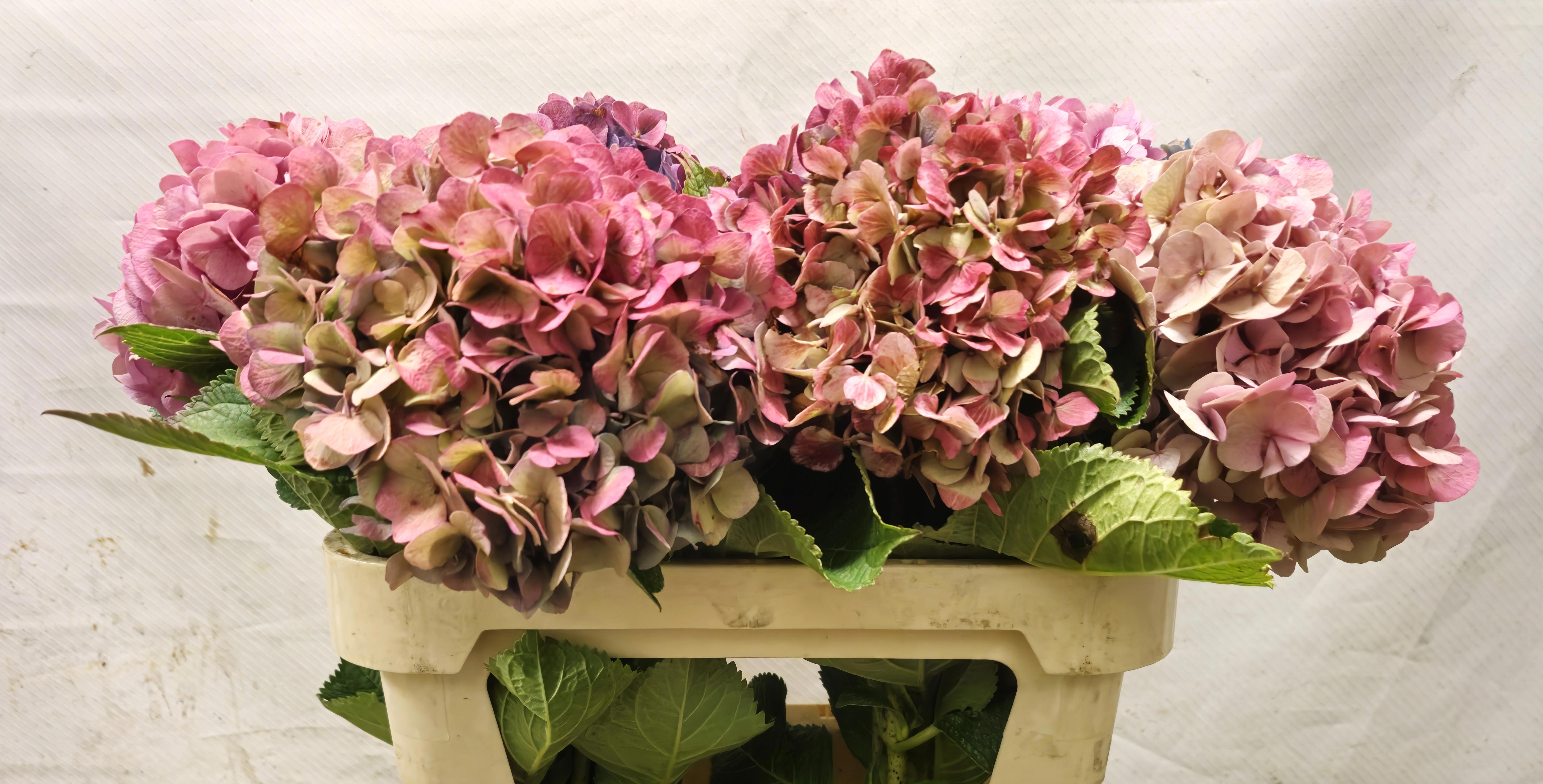Hydrangea Bodensee Clas 70cm 18Ø