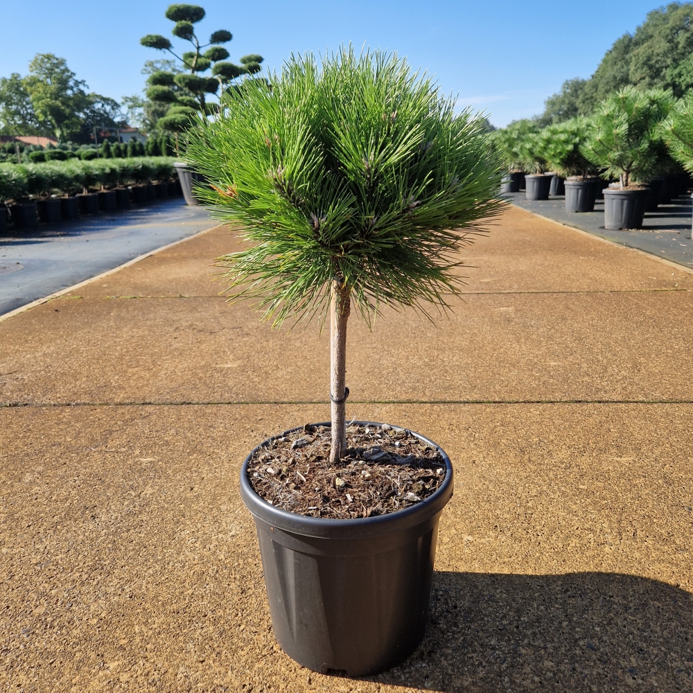 Picture of Pinus nigra Marie Bregeon C8 20/STD-25/30-HEAD