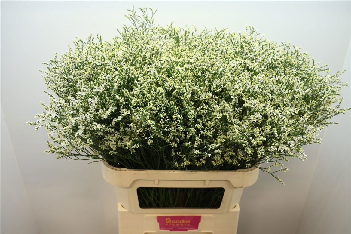 Limonium Sin Clear Diamond 80cm 30gram
