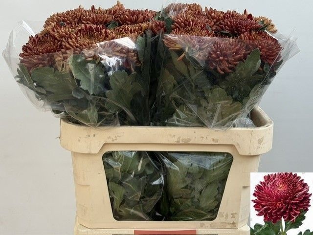 Chr G Bigoudi Bronze 80cm 105gram