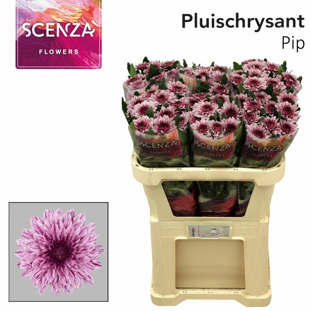 Chrys Single Pip 70cm 65gram