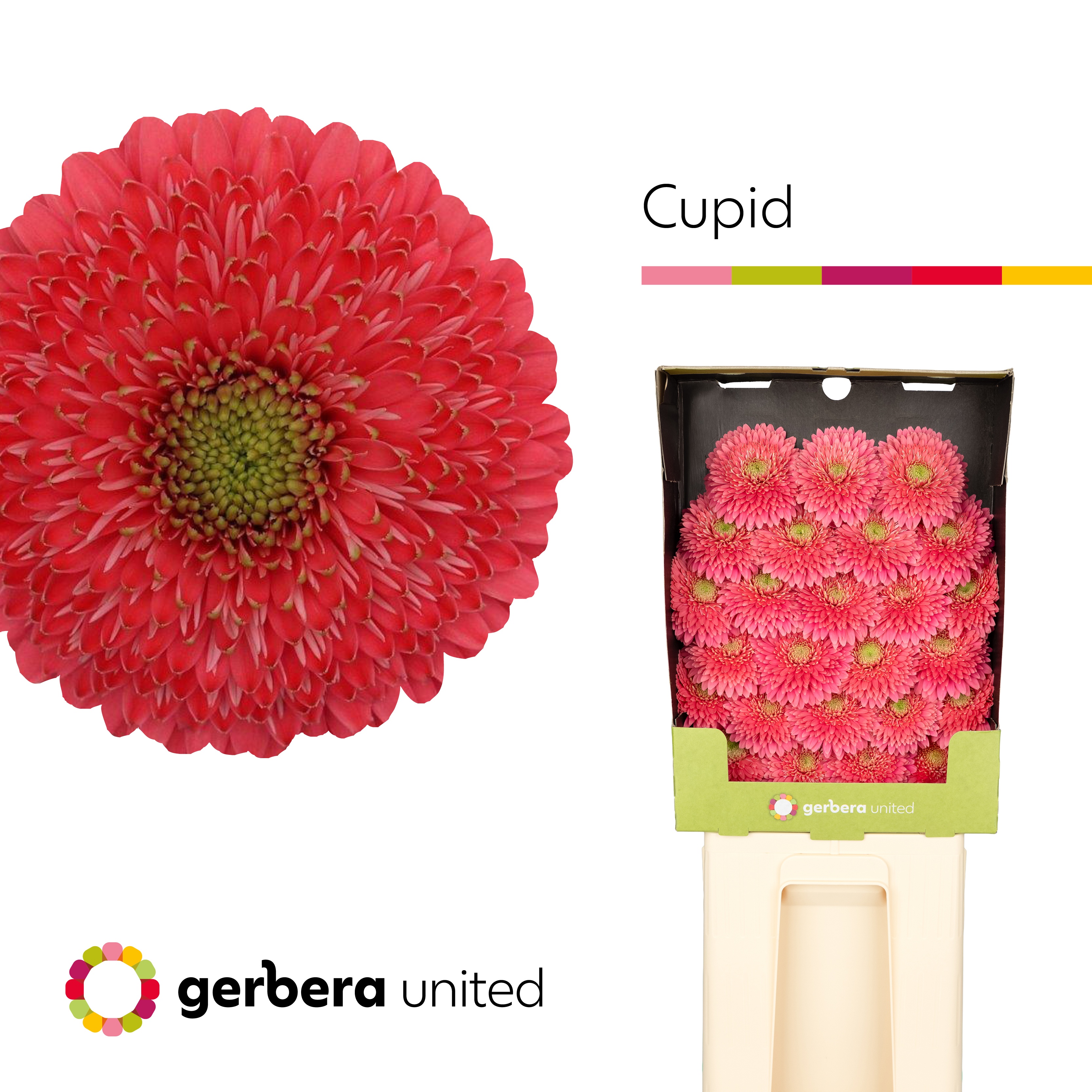 Ge Bv Gterra Cupid