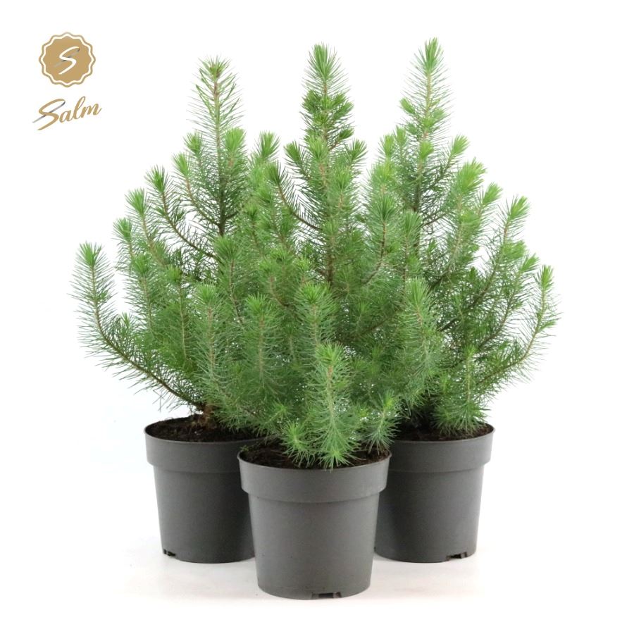 Picture of Pinus pinea Silver Crest P17 (2 Ltr)