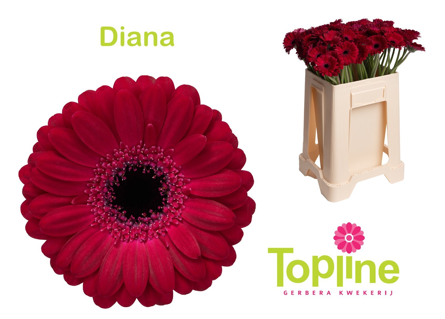 Gerbera Mini Diana