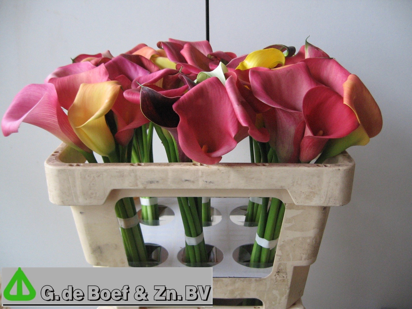 Calla Mixed In Bunch 50cm