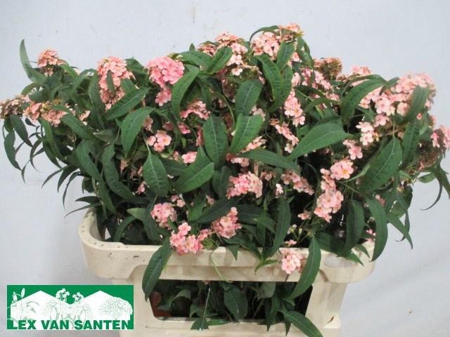 Euphorbia Fu Pink Baron 70cm