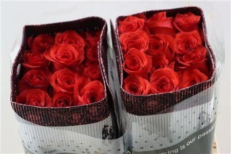 Rosa Bromo 60cm
