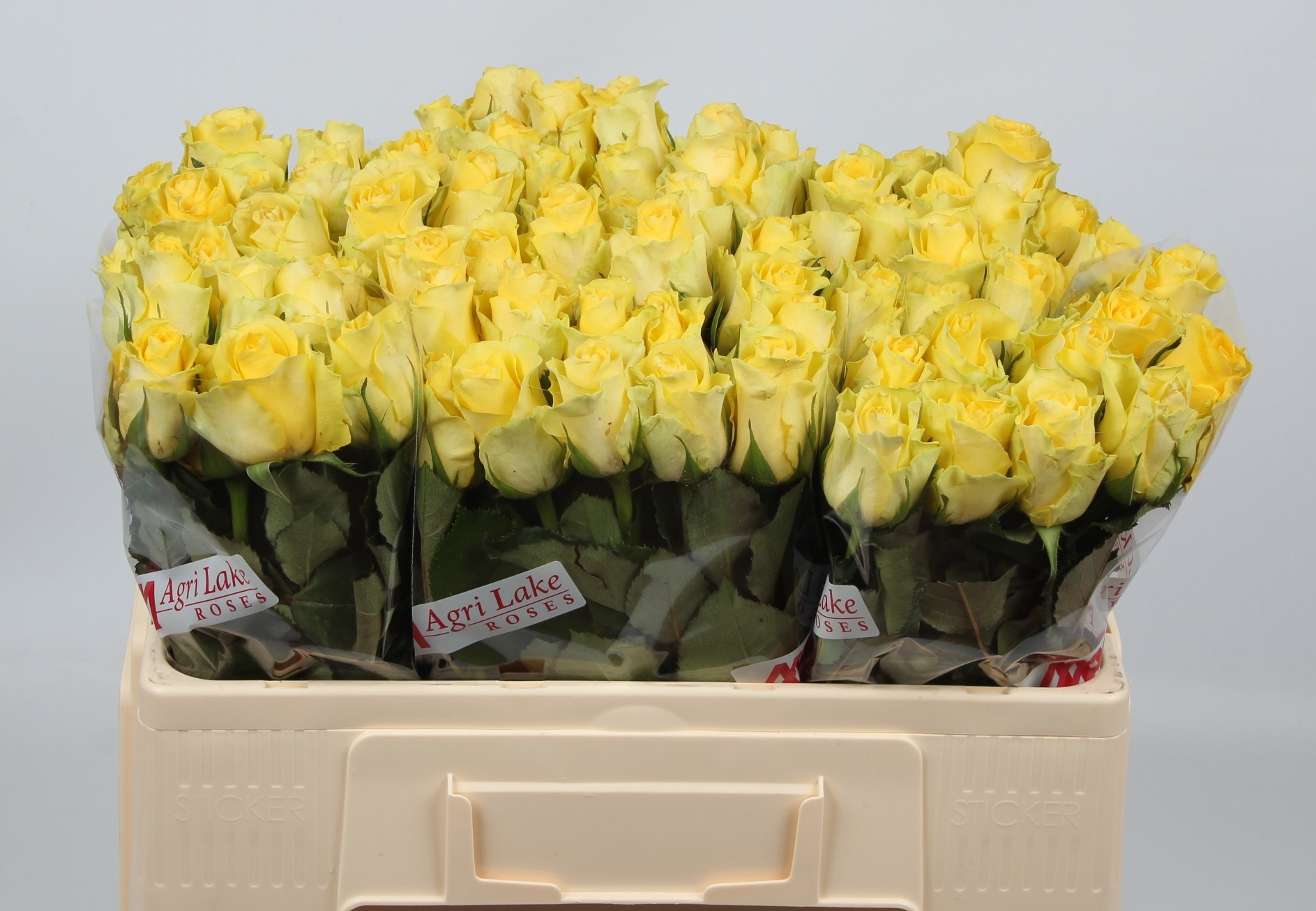 Rosa Minion Rose 50cm
