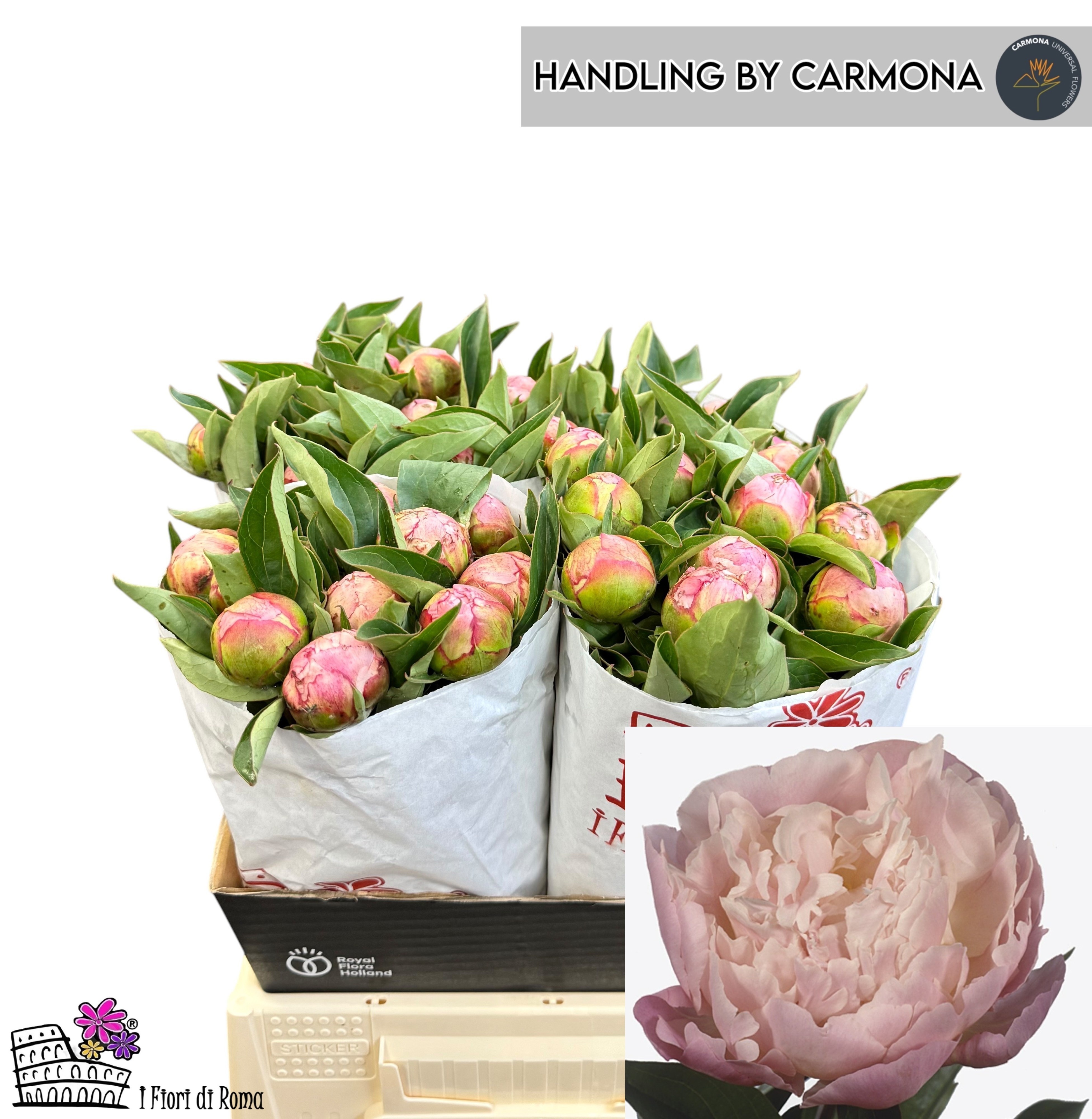 Paeonia (Lactiflora) 'Catharina Fontijn' PAEO L CATH FONTIJN | Gardenline