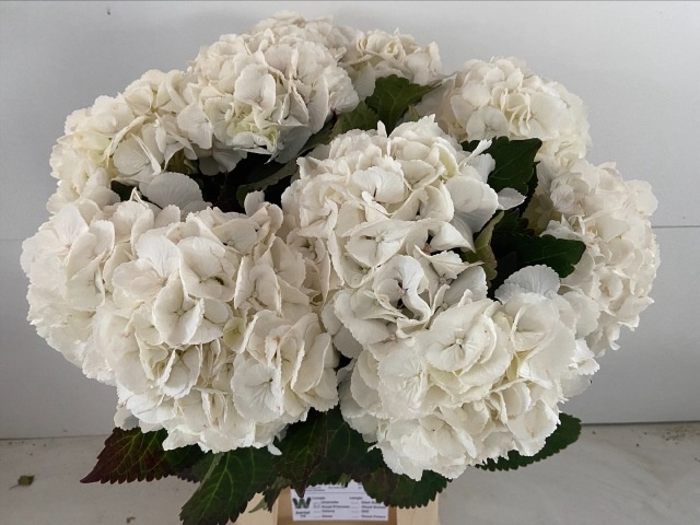 Hydrangea Royal Princess 60cm 15Ø