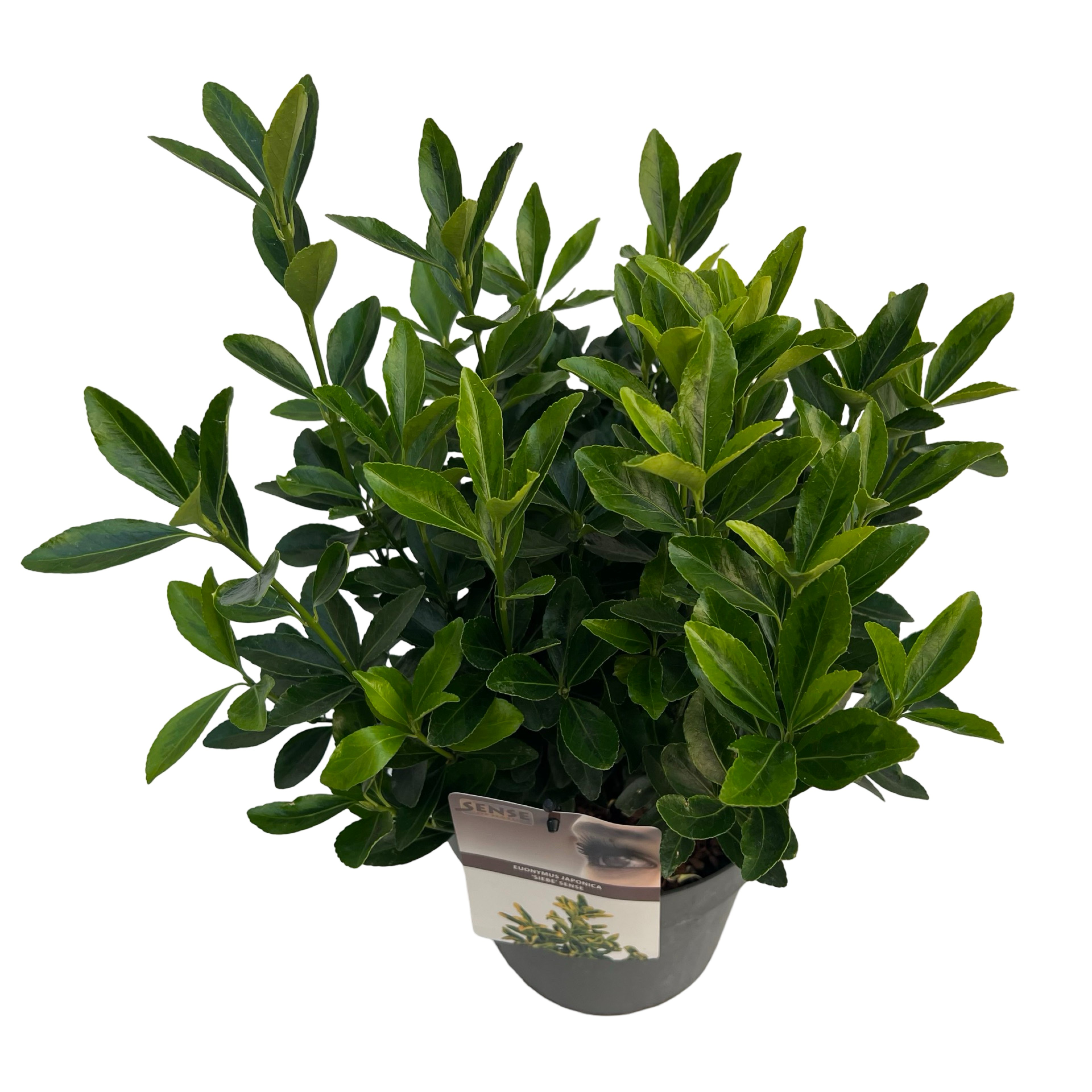 Picture of Euonymus jap. Siebe P23 (5 Ltr) (LOOSE)