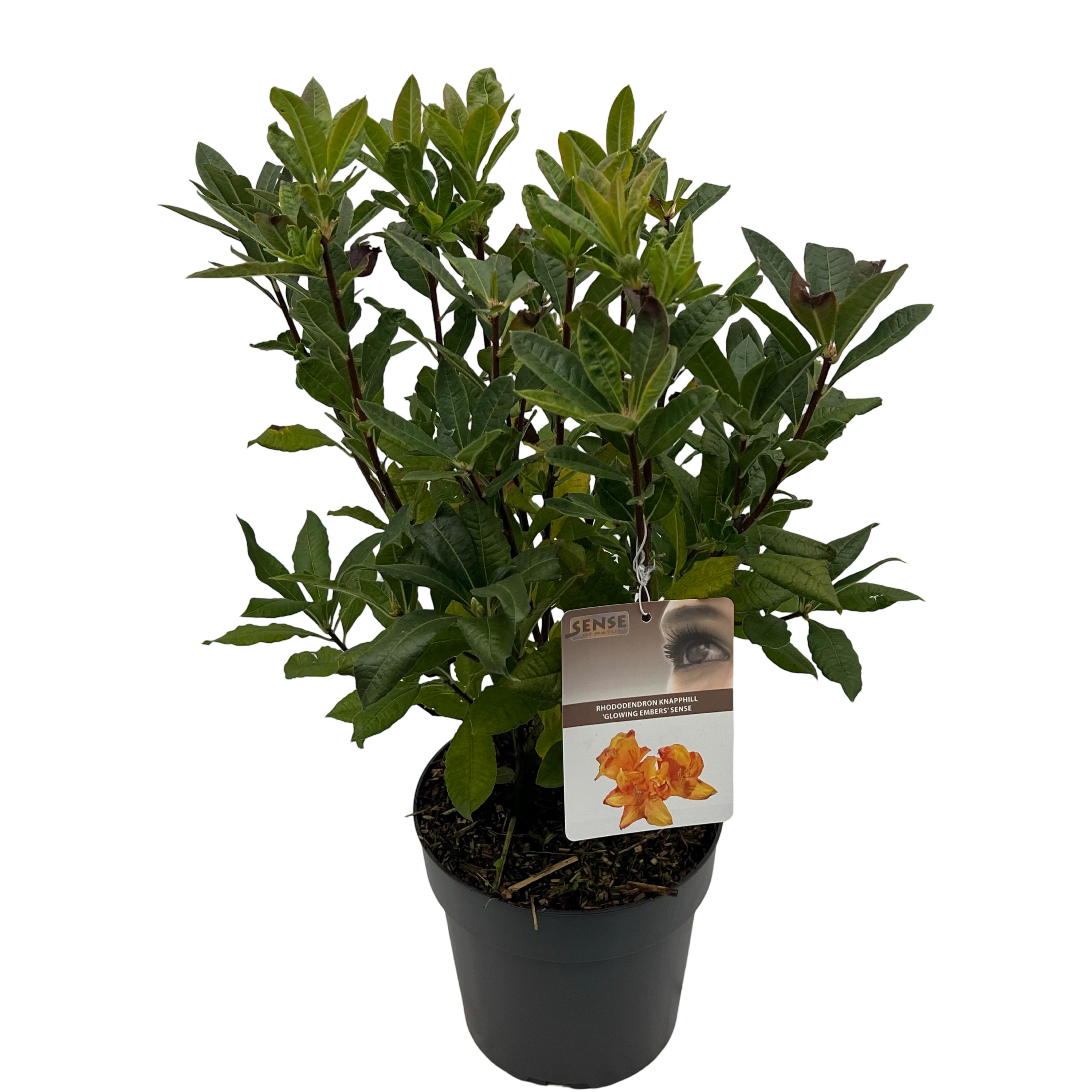 Picture of Rhododendron kna. Glowing Embers P23 (5 Ltr) (LOOSE)