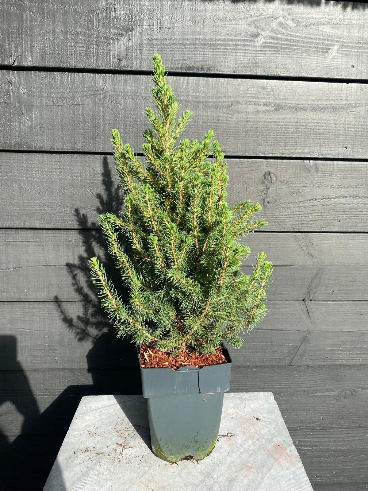 Picture of Picea glauca 'Conica' P17