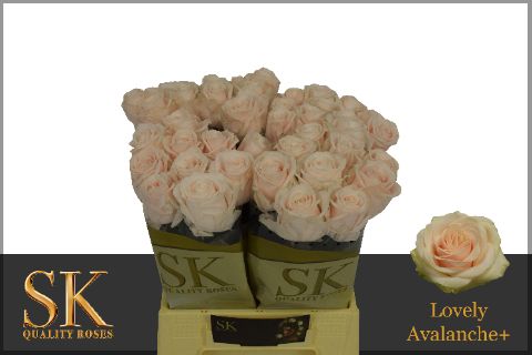 R Gr Lovely Avalanc+