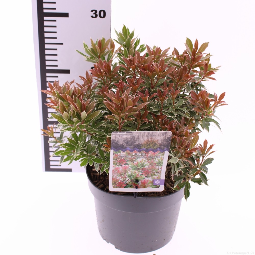 Picture of Pieris jap. 'Little Heath'