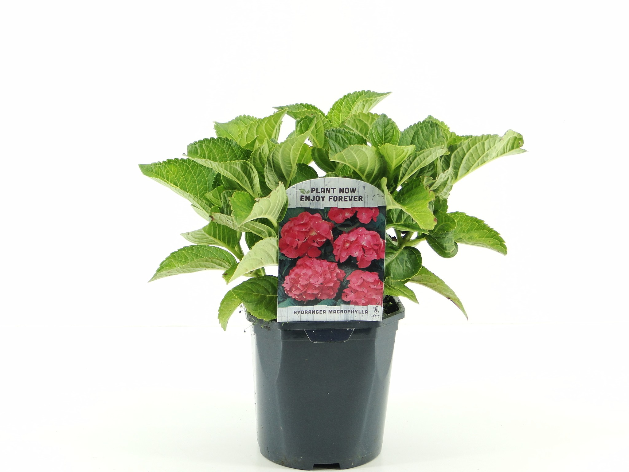 Picture of Hydrangea macr. (red) P17 (2 Ltr) Square