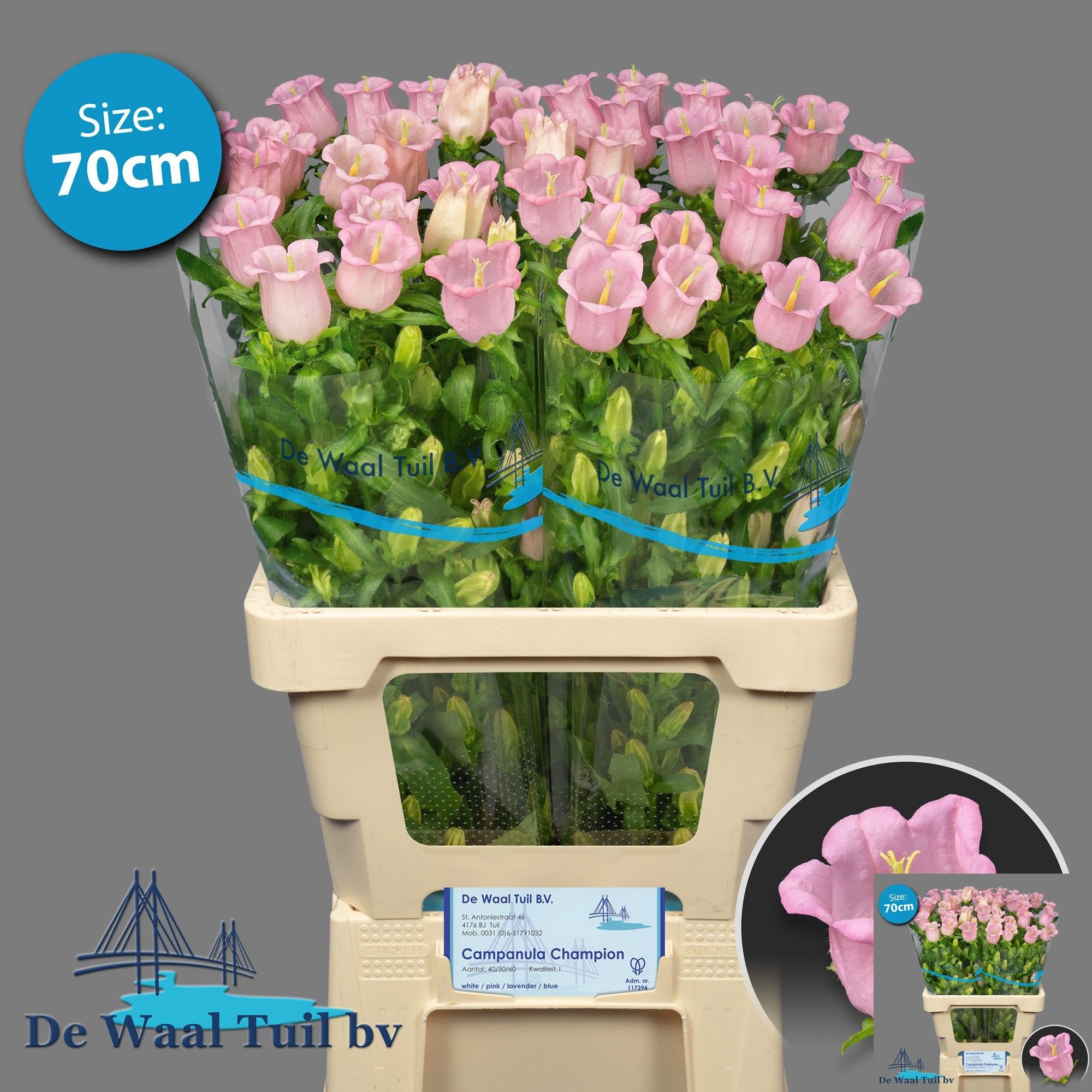 Campanula Medium Pearl Pink 70cm