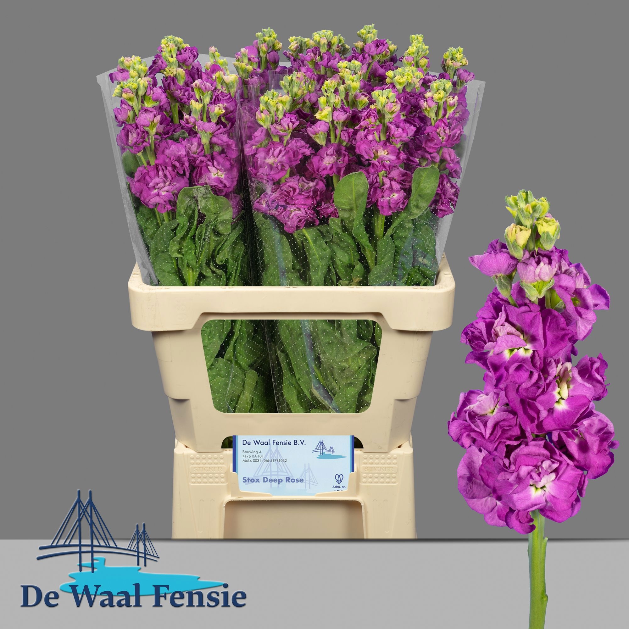 Matth Stox Deep Rose 60cm