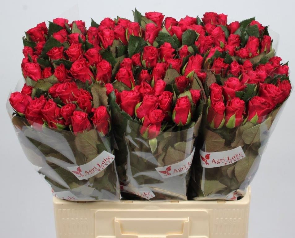 Rosa Tacazzi 60cm