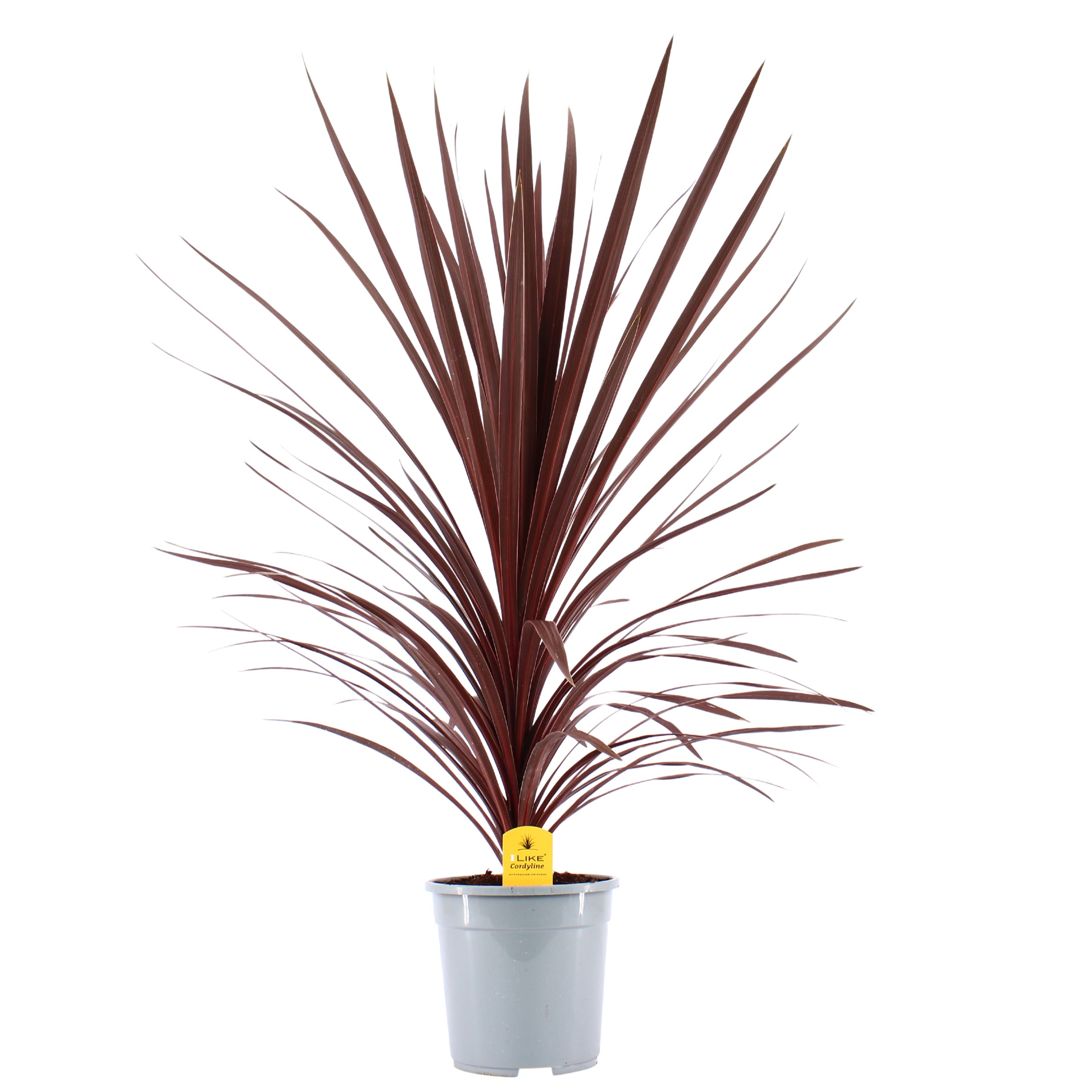 Picture of Cordyline Australis Red Star P24 (6 Ltr) (LOOSE)