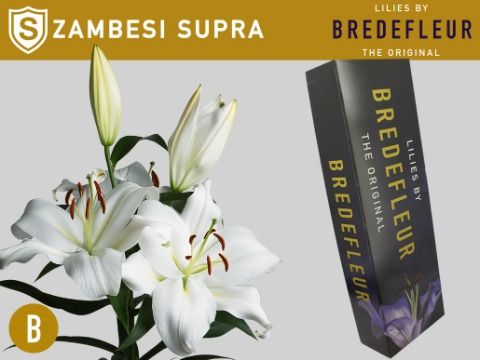 Li Ot Zambesi