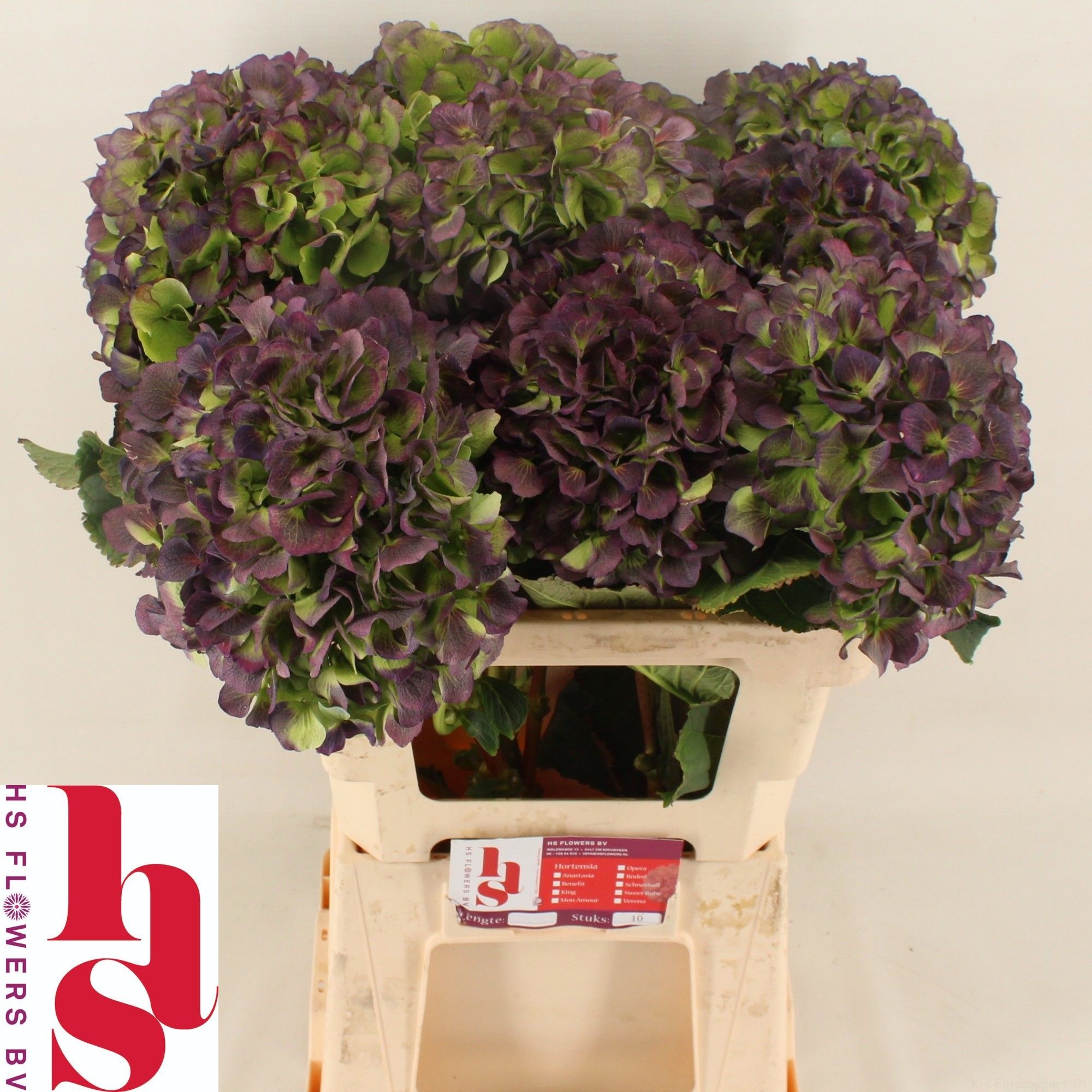 Hydrangea Verena Classic Blue 60cm 20Ø