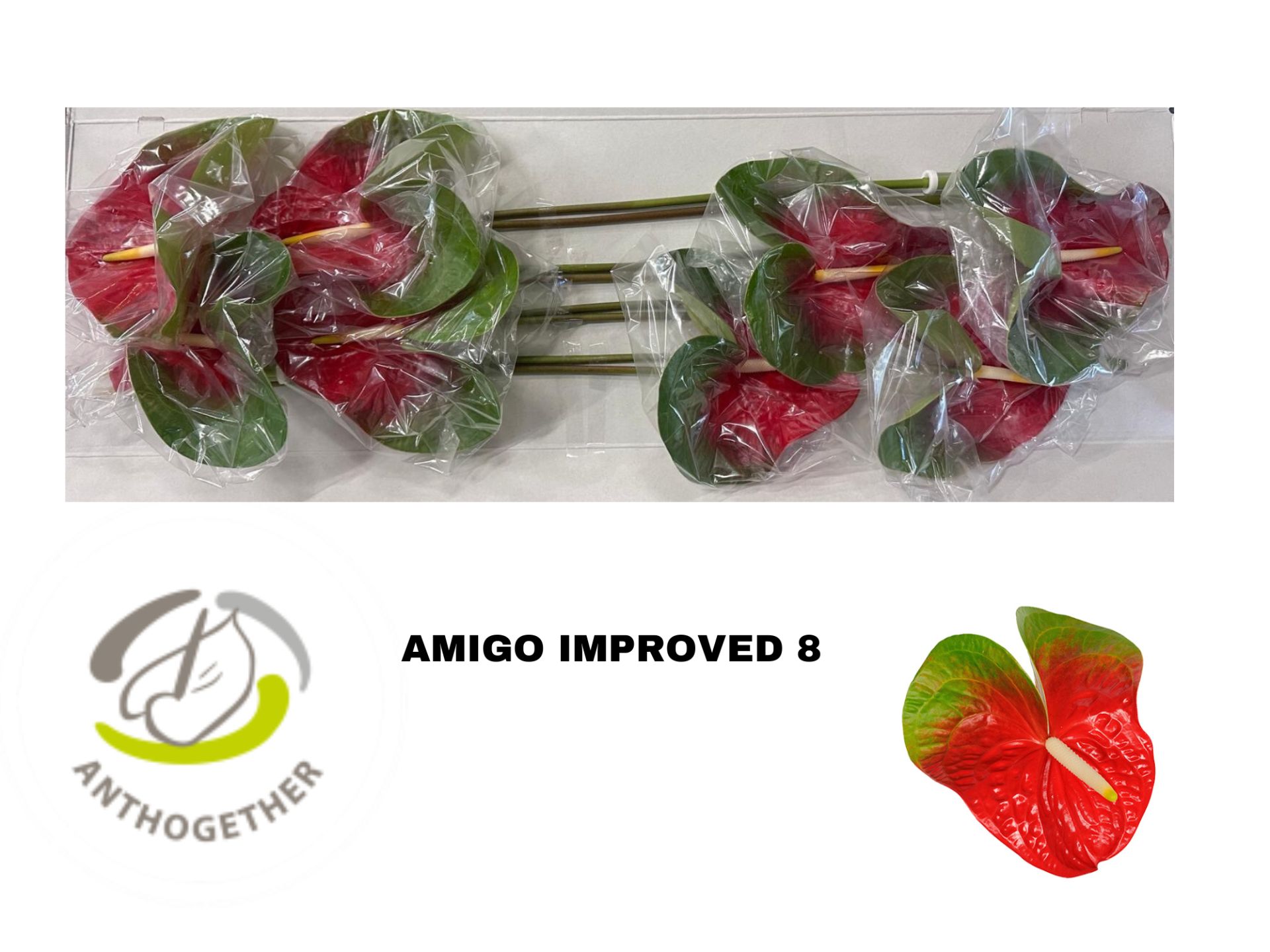 Anthurium Amigo Improved 18Ø