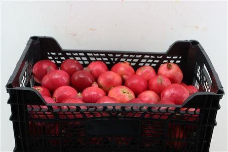 Punica Granatum (PER Box)