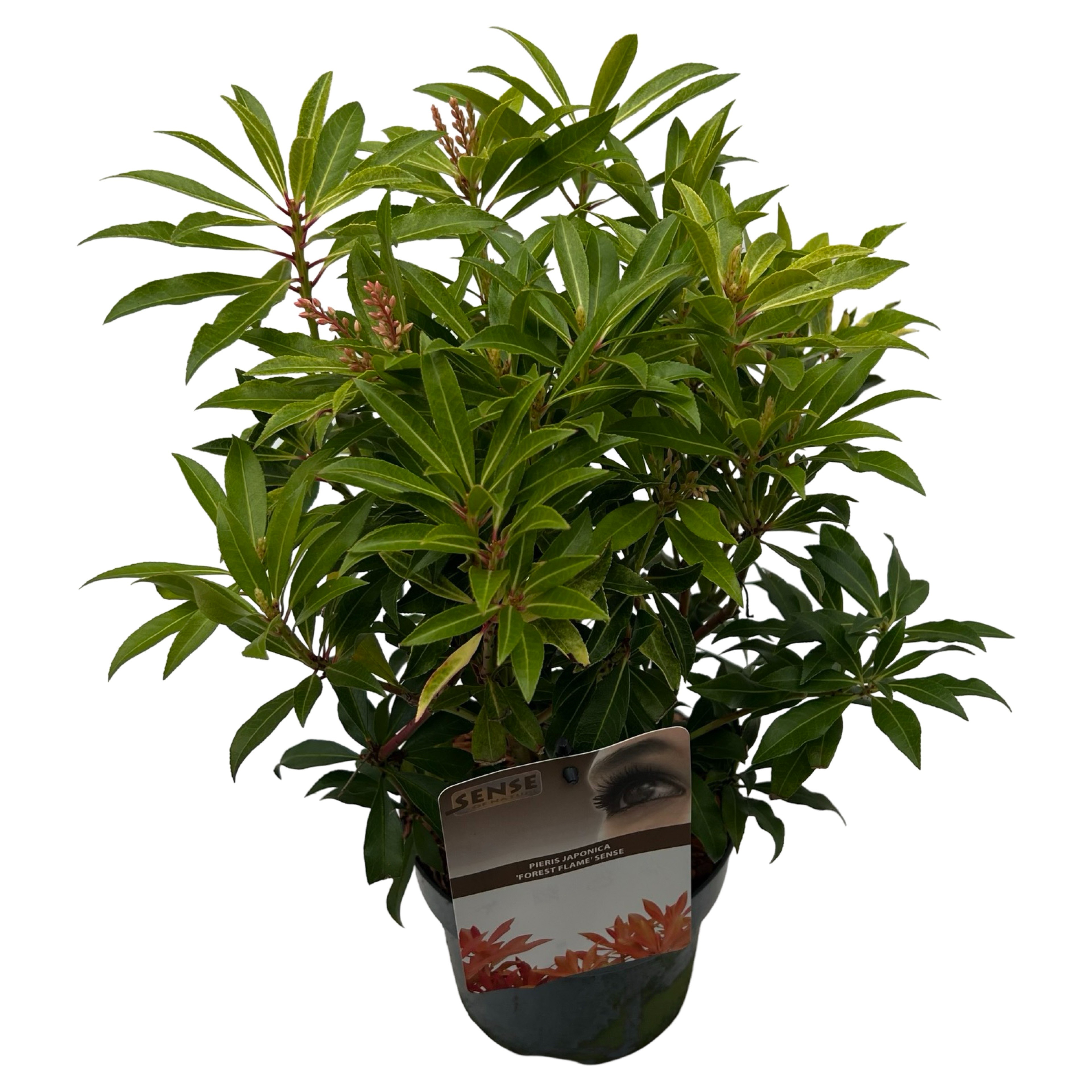 Picture of Pieris jap. 'Forest Flame' sense