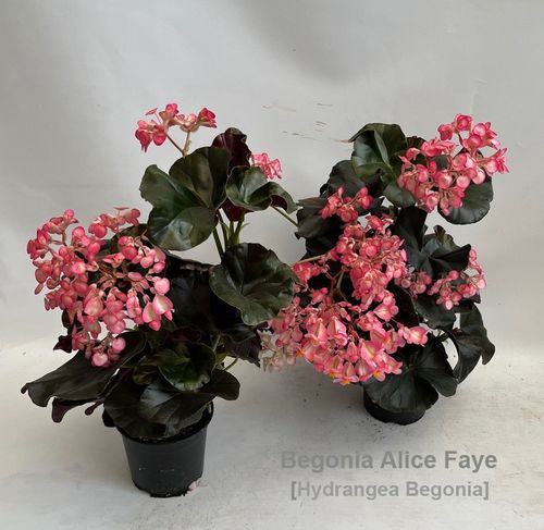 Begonia Alice Faye [Hydr. Beg.]p14 Hova