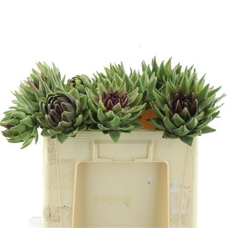 Cynara Sc Green Glob 50cm