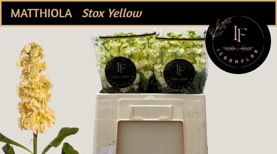 Matth Stox Yellow