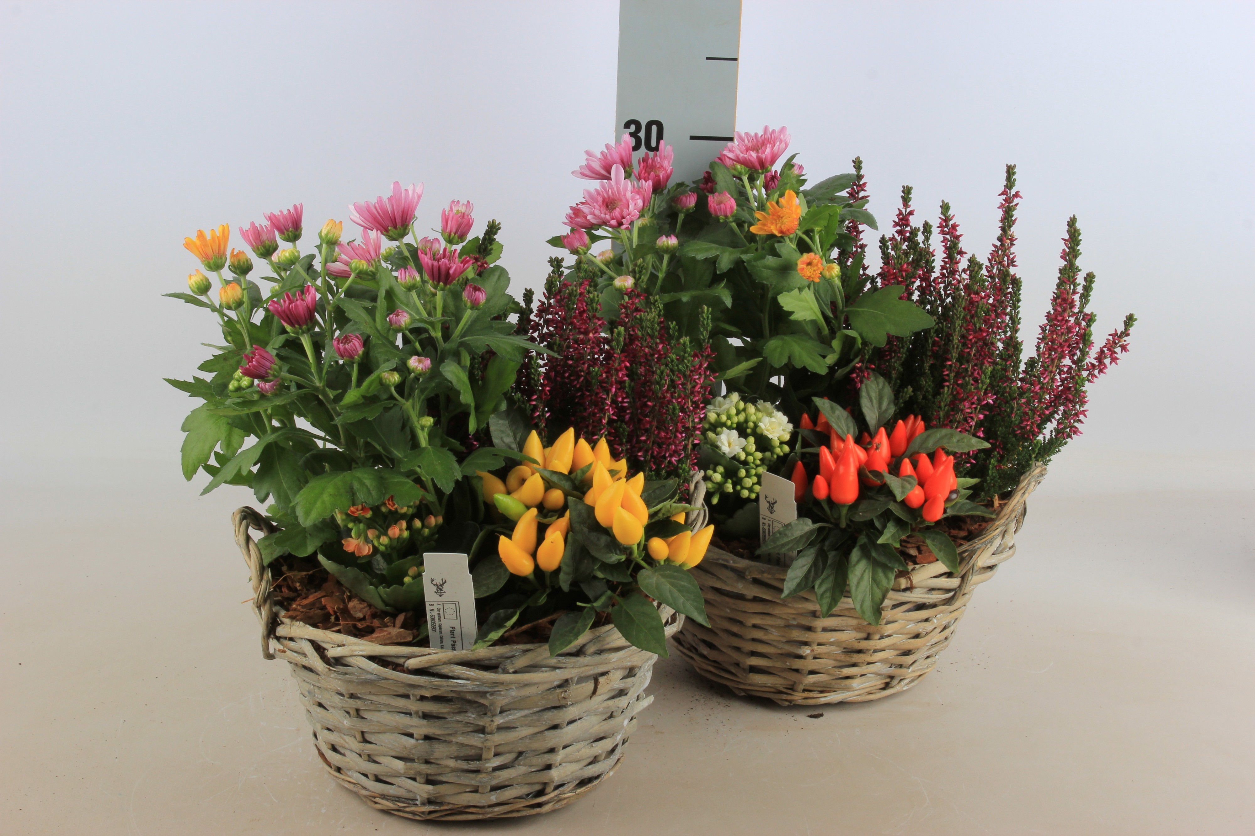 Arrangement Garden Plants 23Ø