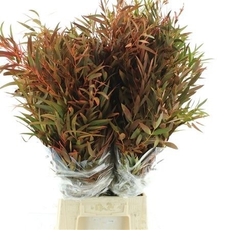 Decoration Greens Painted 70cm 200gram