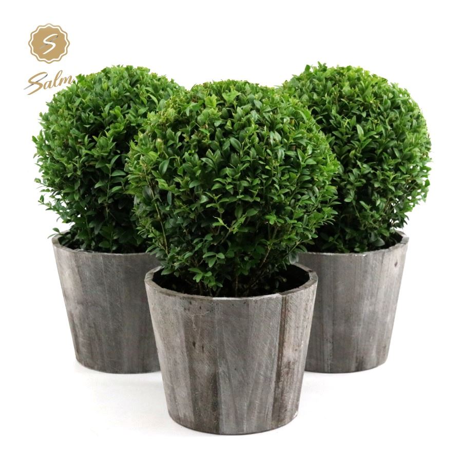 Picture of Buxus semp. Ball Ø20cm P17 in Wood