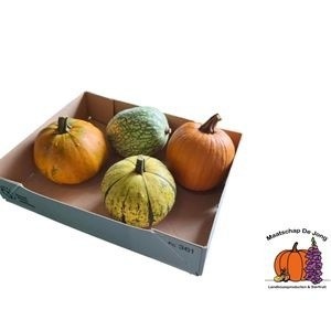 Cucurbita - Overig sierfruit
