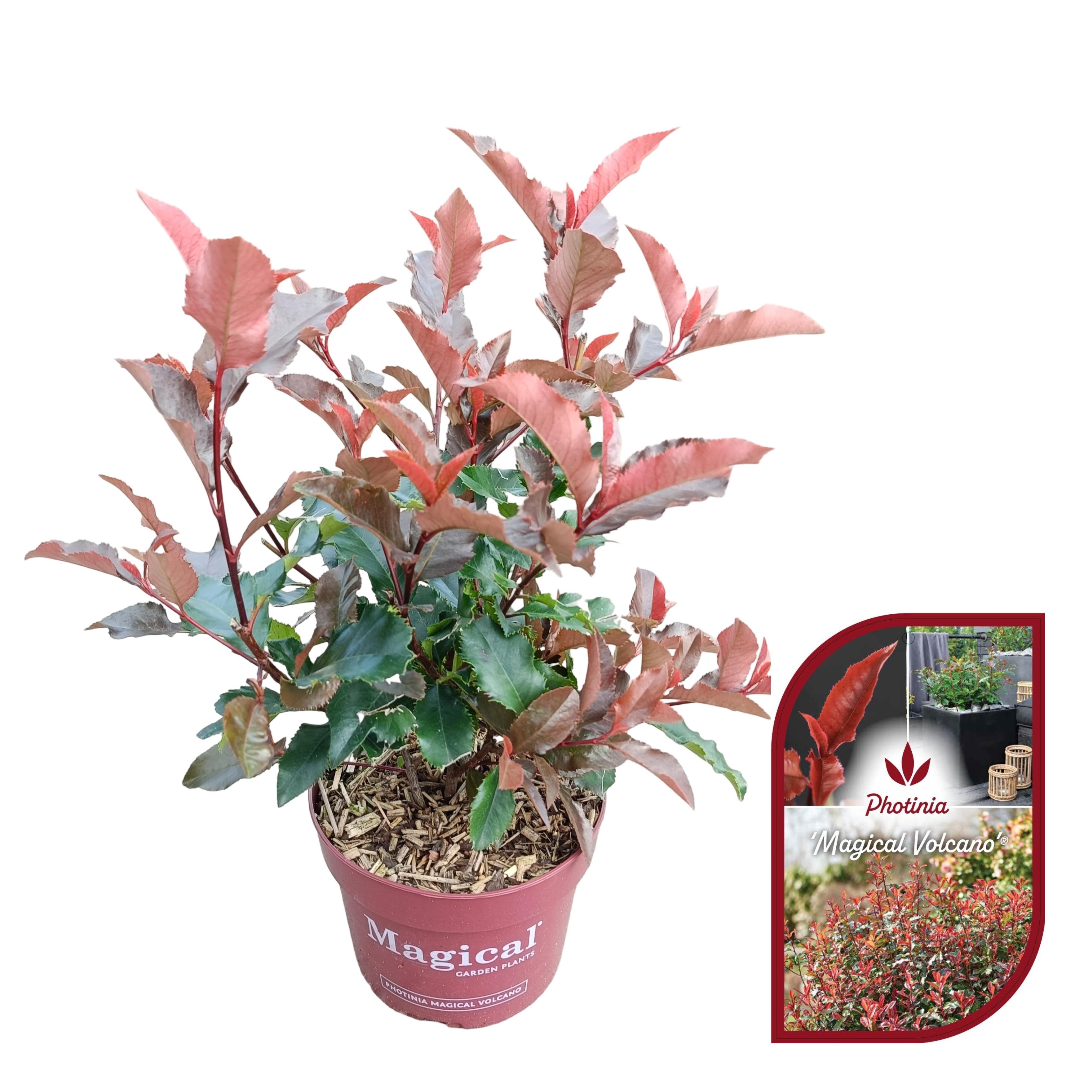 Picture of Photinia fraseri 'Magical Volcano'® C2