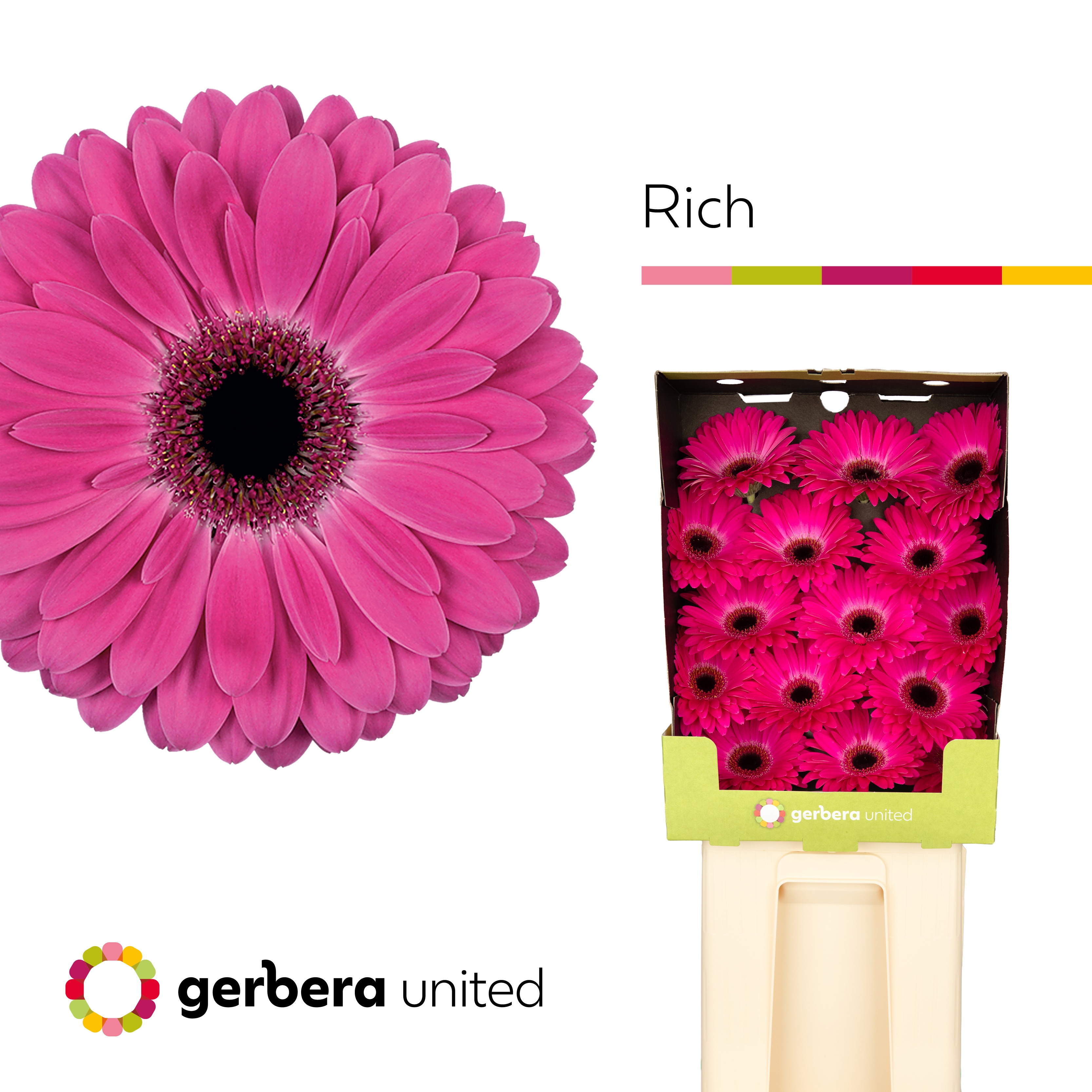Ge Gr Rich