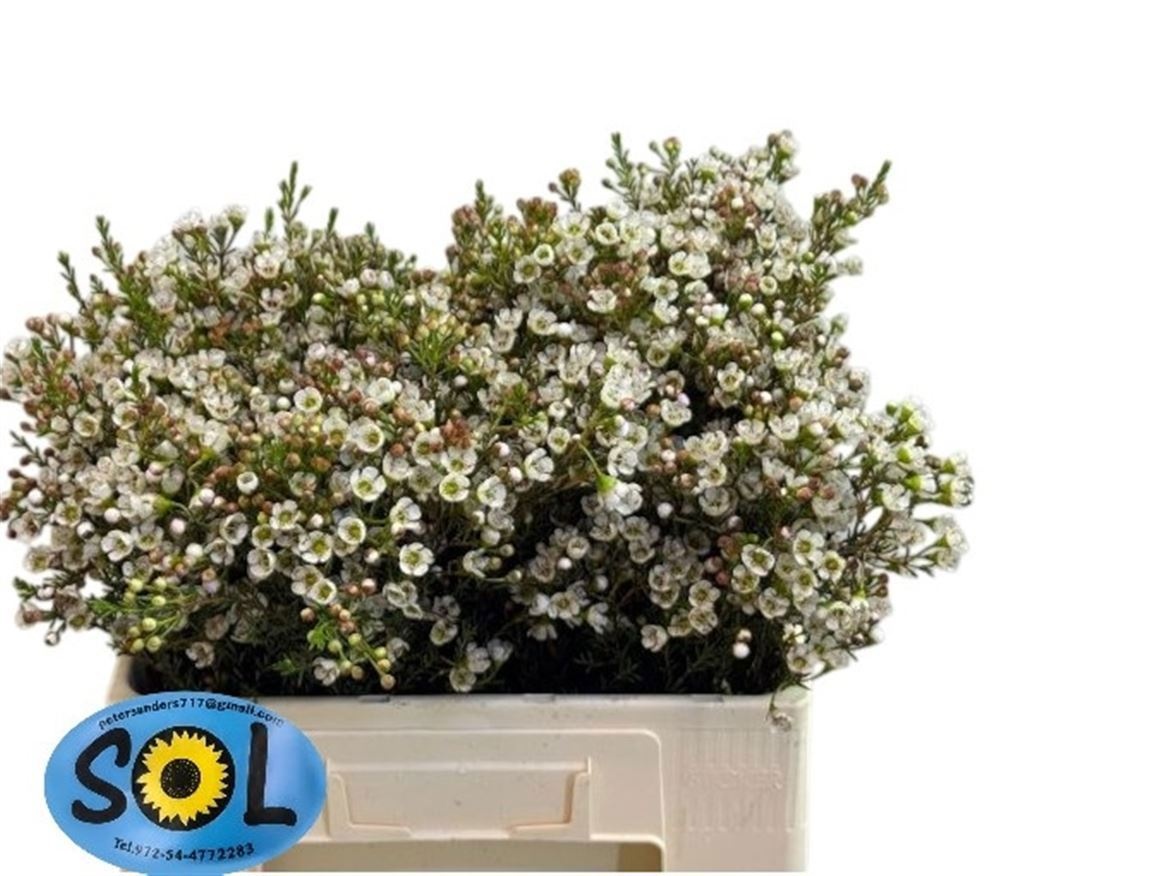 Chamaelaucium Ella 50cm 15gram
