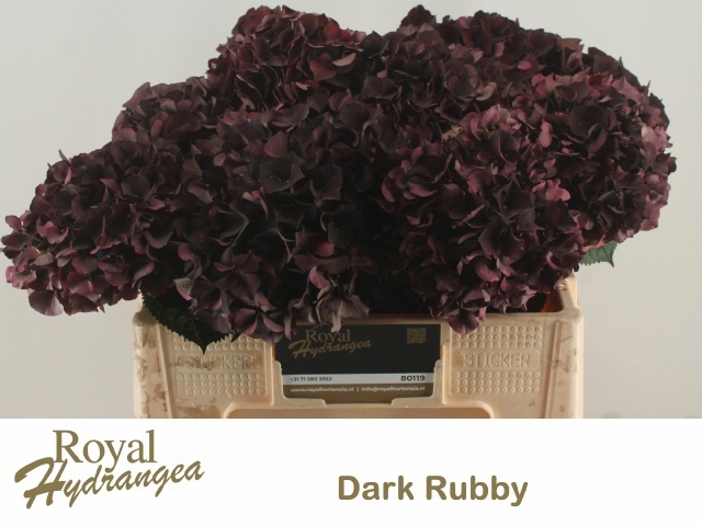 Hydrangea Dark Ruby Classic 40cm 13Ø