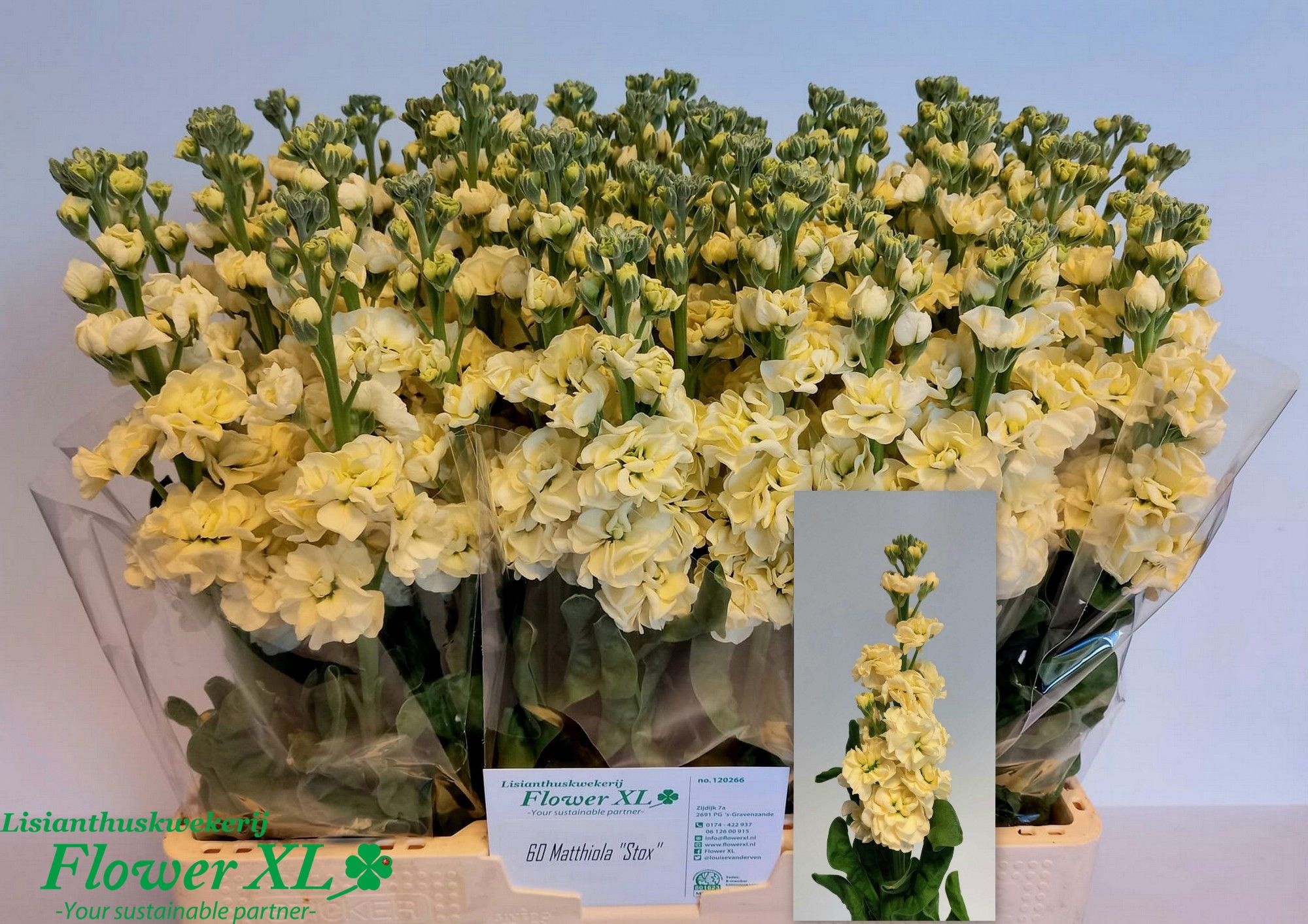 Matth Stox Yellow