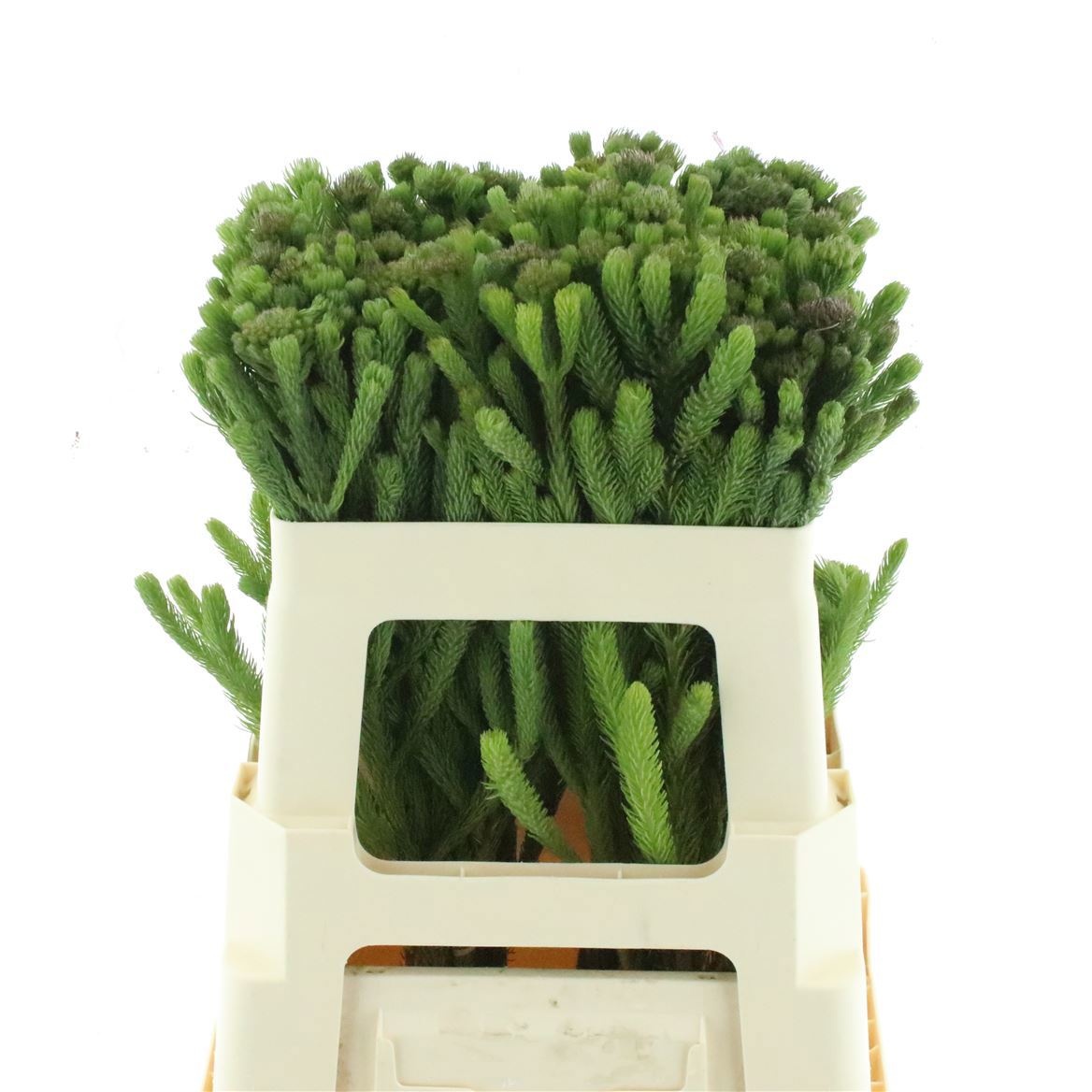 Snijbloemen Ov