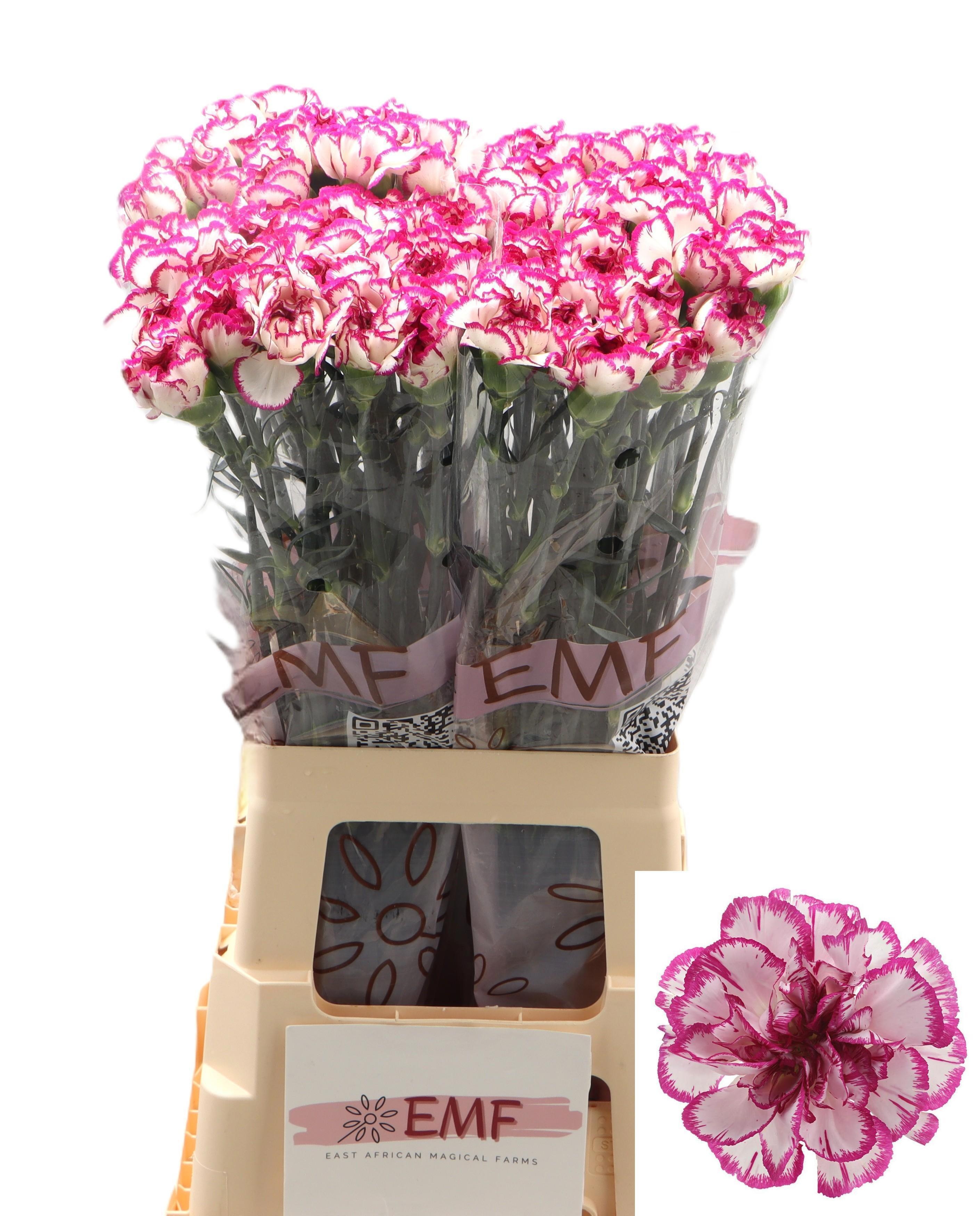 Dianthus St Kino 70cm