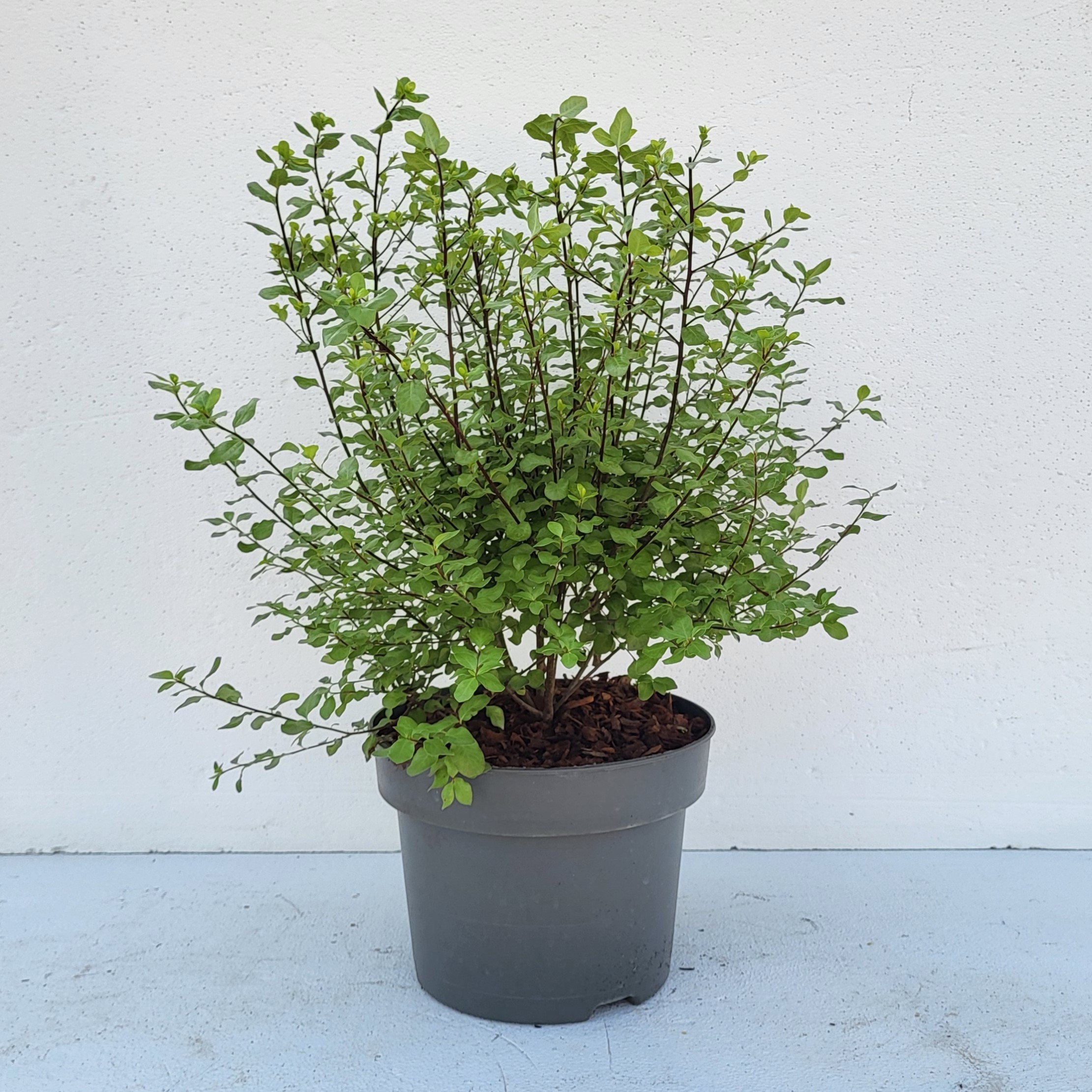 Pittosporum ten. 'Wrinkled Blue' - 'Colours in Shape'