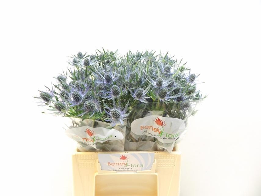 Eryngium Blue Lagoon 45cm