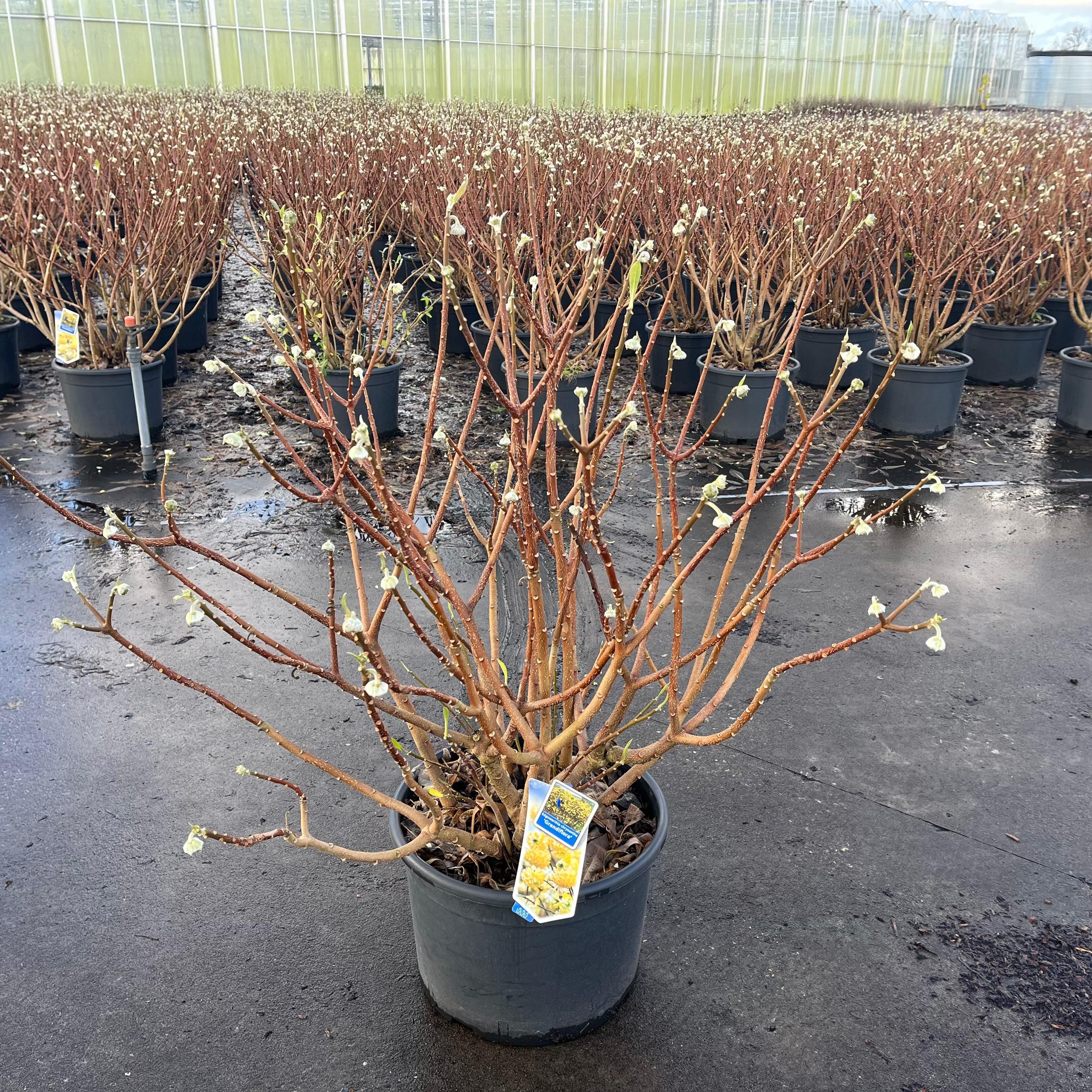 Picture of Edgeworthia chry. Grandiflora P40-(25-LTR) (LOOSE)